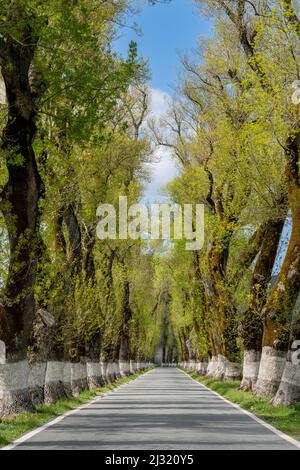 Una vista verticale di una pittoresca strada di campagna fiancheggiata da alti alberi di colore verde primaverile Foto Stock