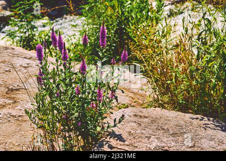 Fiore di erbe medicinali Sally in fiore su un pendio roccioso estivo di montagna Foto Stock