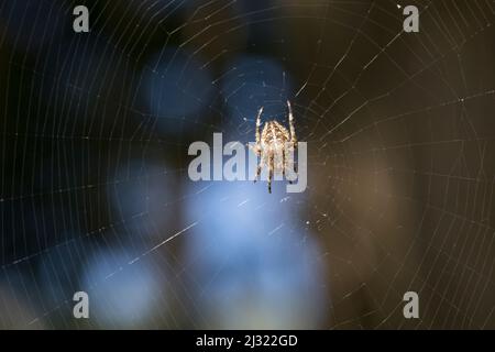Garten-Kreuzspinne, Gartenkreuzspinne, Gemeine Kreuzspinne lauert in ihrem Netz, Radnetz, Araneus diadematus, cross orbweaver, giardino europeo spider, Foto Stock
