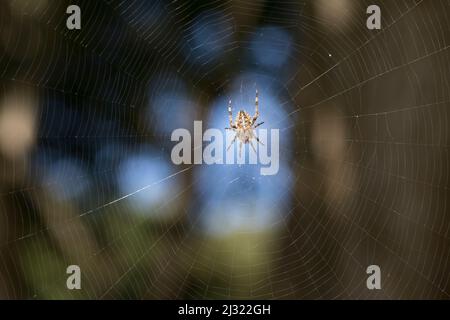 Garten-Kreuzspinne, Gartenkreuzspinne, Gemeine Kreuzspinne lauert in ihrem Netz, Radnetz, Araneus diadematus, cross orbweaver, giardino europeo spider, Foto Stock