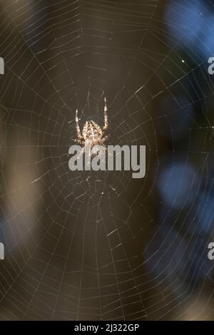Garten-Kreuzspinne, Gartenkreuzspinne, Gemeine Kreuzspinne lauert in ihrem Netz, Radnetz, Araneus diadematus, cross orbweaver, giardino europeo spider, Foto Stock
