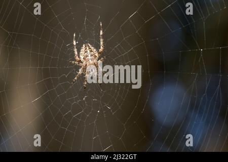 Garten-Kreuzspinne, Gartenkreuzspinne, Gemeine Kreuzspinne lauert in ihrem Netz, Radnetz, Araneus diadematus, cross orbweaver, giardino europeo spider, Foto Stock
