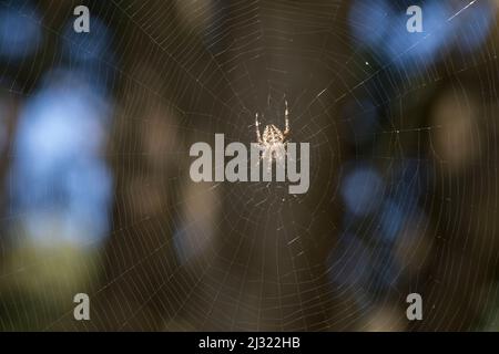 Garten-Kreuzspinne, Gartenkreuzspinne, Gemeine Kreuzspinne lauert in ihrem Netz, Radnetz, Araneus diadematus, cross orbweaver, giardino europeo spider, Foto Stock