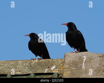 I grandi greggi evidenti a metà marzo sono andati dalla fine dei mesi, come gli uccelli si accoppiarono e hanno iniziato a prepararsi per la stagione di allevamento. Foto Stock