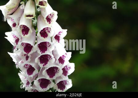 Tall Single White/Purple Common Foxglove (Pam's Choice) Flower 'Digitalis purpurpurea' presso Holker Hall & Gardens, Lake District, Cumbria, Inghilterra, Regno Unito Foto Stock