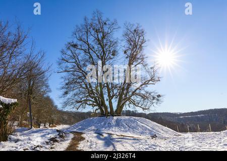 Inverno nei vigneti di Castell, bassa Franconia, Franconia, Baviera, Germania, Europa Foto Stock