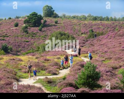 Paesi Bassi, Gelderland, Posbank - i visitatori del parco nazionale 'Veluwezoom' stanno camminando attraverso la fiorente erica nel mese di agosto. Foto Stock