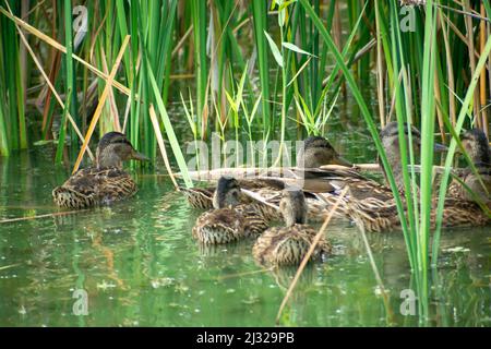 Gruppo di anatre selvatiche che nuotano in acqua tra le canne, giorno d'estate Foto Stock