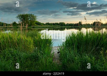 Un molo di legno in canne verdi sulla riva del lago e le nuvole sul cielo, Stankow, Lubelskie, Polonia Foto Stock