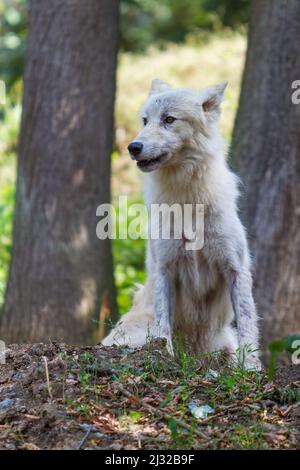 Un grande lupo siede su una roccia tra gli alberi Foto Stock