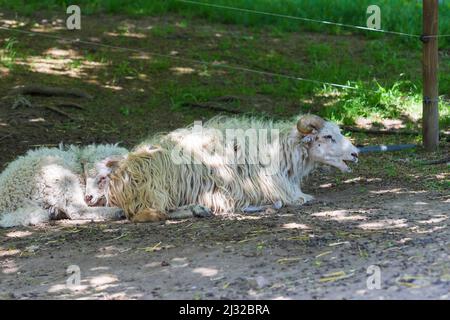 Pecore Wallachian - una razza di pecore bianche di furry dalla Wallachia nella Repubblica Ceca in Europa. Le pecore giacciono nel Corral. Foto Stock