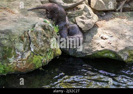 Lontra piccola - Amblonyx Cinerea nel suo habitat naturale nella natura. La lontra bagna in acqua. Foto Stock