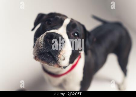 bianco e nero bel cane guardando nella fotocamera profondamente pet concept studio girato da sopra medio pieno scatto sfondo gradiente. Foto di alta qualità Foto Stock
