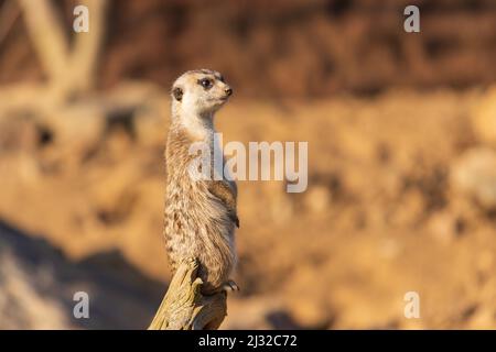 Il meerkat si erge sulla sabbia e guarda i dintorni. Lo sfondo è sfocato dalla tecnica fotografica. Foto Stock