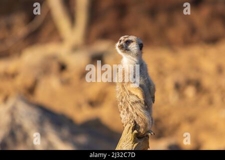 Il meerkat si erge sulla sabbia e guarda i dintorni. Lo sfondo è sfocato dalla tecnica fotografica. Foto Stock