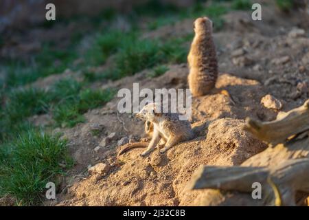 Il meerkat si erge sulla sabbia e guarda i dintorni. Lo sfondo è sfocato dalla tecnica fotografica. Foto Stock