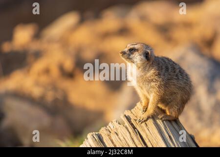 Il meerkat si erge sulla sabbia e guarda i dintorni. Lo sfondo è sfocato dalla tecnica fotografica. Foto Stock