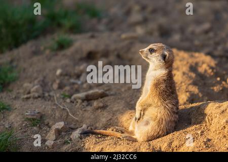 Il meerkat si erge sulla sabbia e guarda i dintorni. Lo sfondo è sfocato dalla tecnica fotografica. Foto Stock