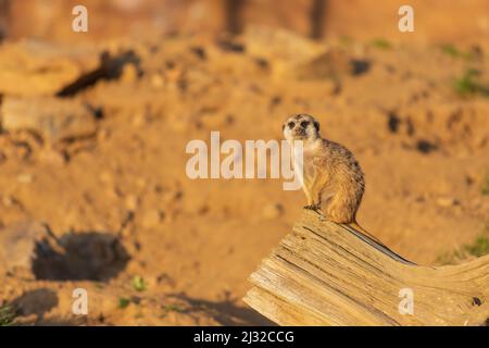 Il meerkat si erge sulla sabbia e guarda i dintorni. Lo sfondo è sfocato dalla tecnica fotografica. Foto Stock