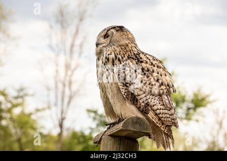 Great Siberian Owl - Bubo bubo sibiricus - falconeria su un prato verde in tempo di sole. Foto Stock