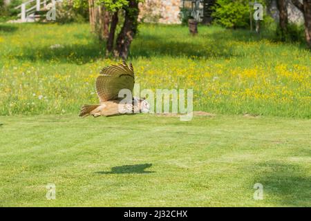 Great Siberian Owl - Bubo bubo sibiricus - falconeria su un prato verde in tempo di sole. Foto Stock