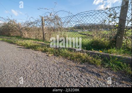 Erbacce che crescono in grondaia, Carmarthenshire, Galles, Regno Unito Foto Stock