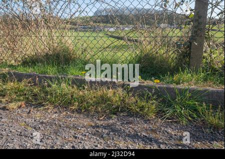 Erbacce che crescono in grondaia, Carmarthenshire, Galles, Regno Unito Foto Stock