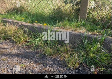 Erbacce che crescono in grondaia, Carmarthenshire, Galles, Regno Unito Foto Stock