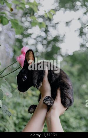 Adorabile coniglio pasquale tenuto contro i fiori e verde goccia posteriore Foto Stock