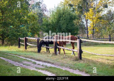 Un cavallo nero e marrone è in un Corral. I cavalli pascolano nel prato. Foto Stock