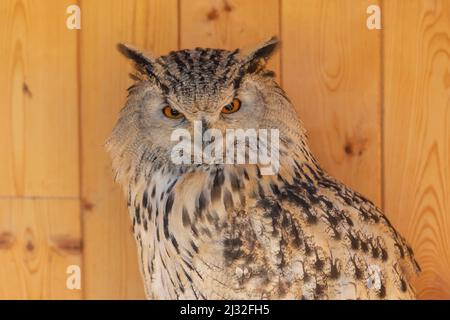 Great West Siberian Owl dalla vista frontale. Entrambi gli occhi sono visibili. Foto Stock