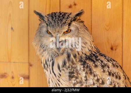 Ritratto di un gufo Siberiano del Grande Ovest. Ha un becco e degli occhi aperti. Foto Stock