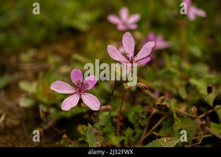 Primo piano defocuso di fiori gerani selvatici, geranio maculatum sfondo naturale e spazio copia Foto Stock