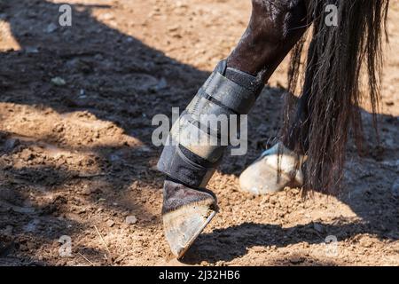 Primo piano del piede di un cavallo. Il cavallo ha ortosi sulla gamba. Foto Stock