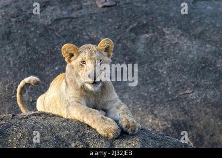 Giovane Leone africano (Panthera leo) cucciolo sdraiato sulla roccia al sole della mattina presto, guardando la macchina fotografica, Parco Nazionale Serengeti, Tanzania. Foto Stock