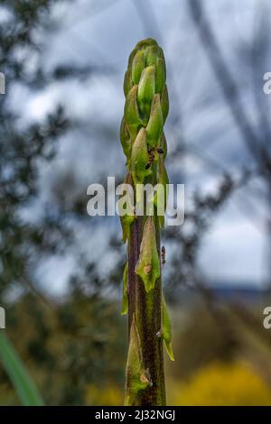 asparagi selvaggi con formiche che corrono attraverso il suo tronco unfocaled sfondo macro fotografia Foto Stock