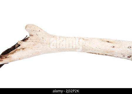 Parte di legno di driftwood isolato su sfondo bianco. Foto Stock