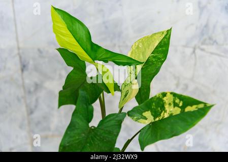 Closeup a Syngonium Aurea variegata nel vaso Foto Stock