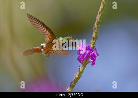 Nero Coquette Crested Hummingbird – alimentazione sul fiore Lophornis helenae Cartago Provincia, Costa Rica BI033184 Foto Stock