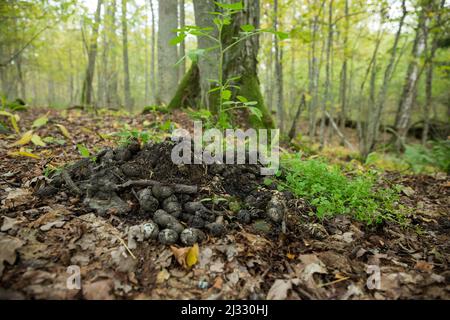 Feci mucchio del cane da raccoon in una foresta boschiva, Finlandia selvaggia. Foto Stock