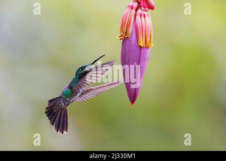 Verde coronato brillante Hummingbird – alimentazione su Banana fiore Heliodoxa jacula Alajuela, Costa Rica BI033232 Foto Stock