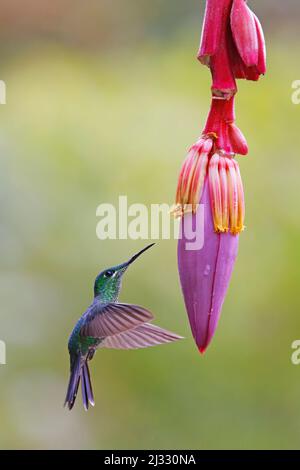 Verde coronato brillante Hummingbird – alimentazione su Banana fiore Heliodoxa jacula Alajuela, Costa Rica BI033233 Foto Stock