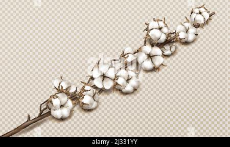 Ramo in cotone realistico con fiori, gambo bello con fiori bianchi sfondo trasparente isolato, in fibra morbida naturale con teschi maturi Illustrazione Vettoriale