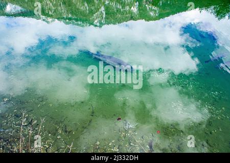 Cumberland Wildpark a Grunau im Almtal, Austria superiore, 23 febbraio 2022. (CTK Photo/Libor Sojka) Foto Stock