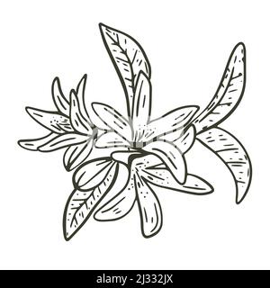 Infiorescenza dell'albero del limone disegno a mano del vettore dell'incisione. Ramoscello con fiori e foglie di albero di frutta. Oggetto isolato del ramo dello schizzo botanico Illustrazione Vettoriale