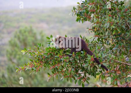 Bianco Nosed Coatimundi - alimentazione su fico Nasua nasua la Fortuna, Costa Rica MA004104 Foto Stock