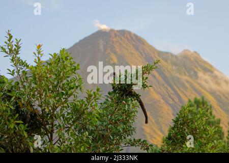 Bianco Nosed Coatimundi - alimentazione su fico Nasua nasua la Fortuna, Costa Rica MA004105 Foto Stock