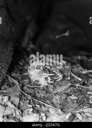 Cranio di un animale con bocca aperta sul terreno coperto di foglie in bianco e nero Foto Stock