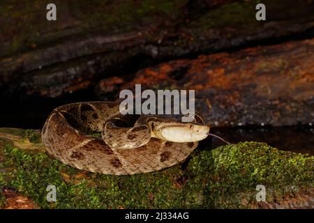 Fer-de-lance Snake Bothrops asper Boco Tapada, Costa Rica RE000459 Foto Stock