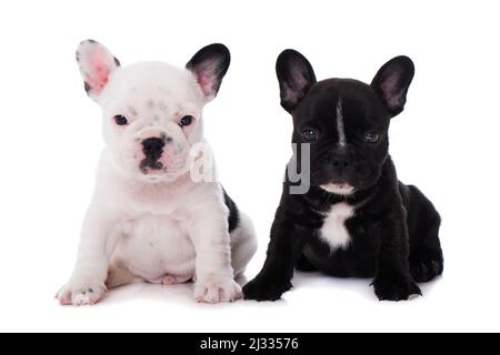 Cuccioli di cane bulldog alla francese, isolati sul bianco Foto Stock